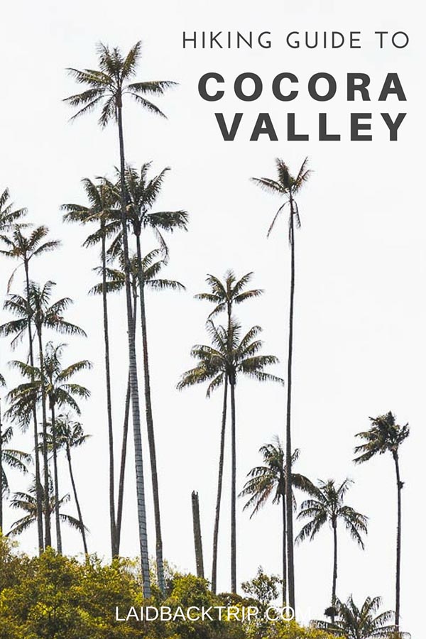 Hiking Guide to Cocora Valley, Colombia