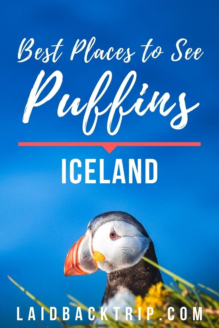 Puffins in Iceland